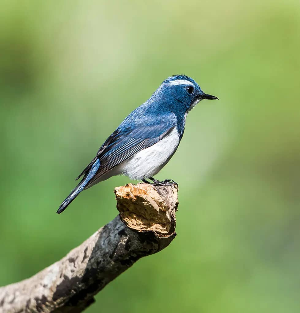 Wildlife Observation