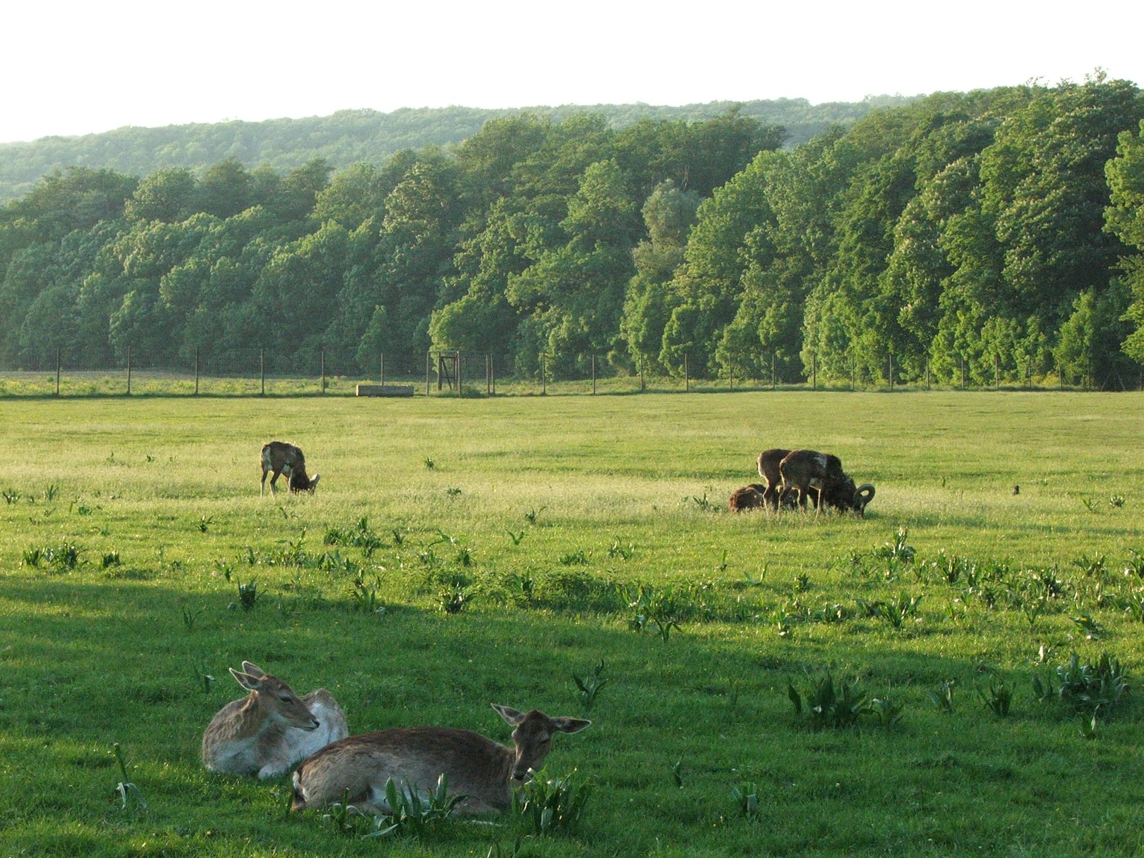 Lainzer Tiergarten Surroundings