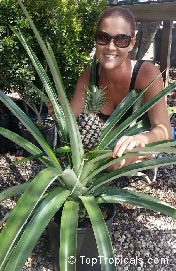 Pineapple Plantations