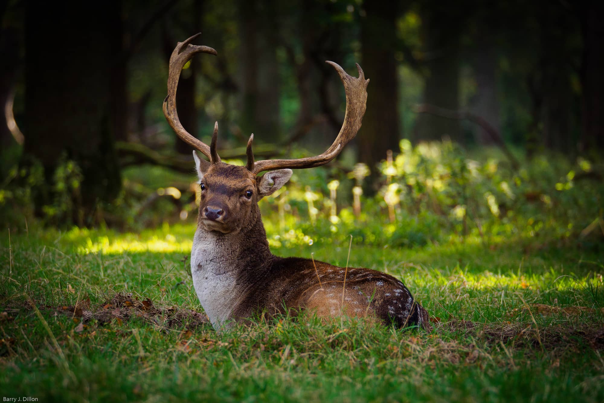 Phoenix Park Proximity