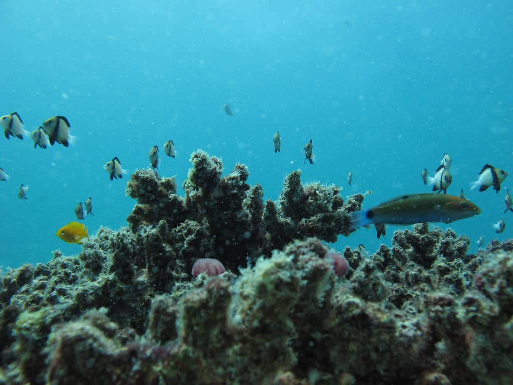 Marine Life Spectacle