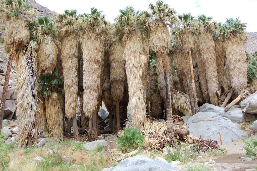 Palm Canyon Trail