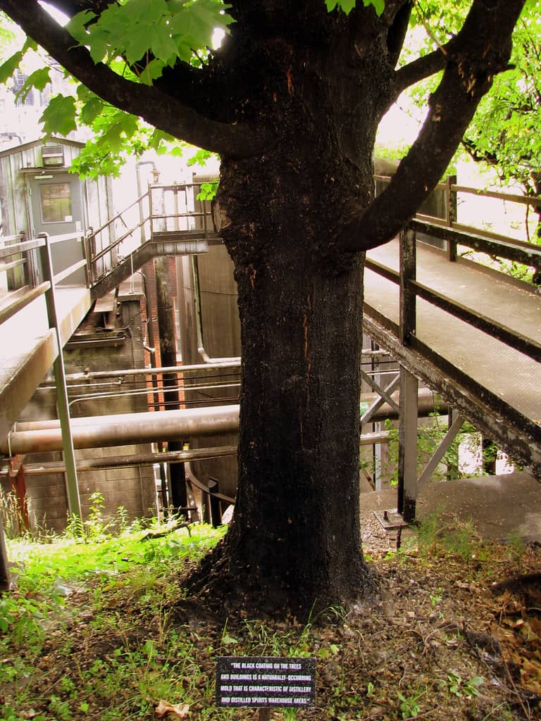 Historic Distillery Grounds