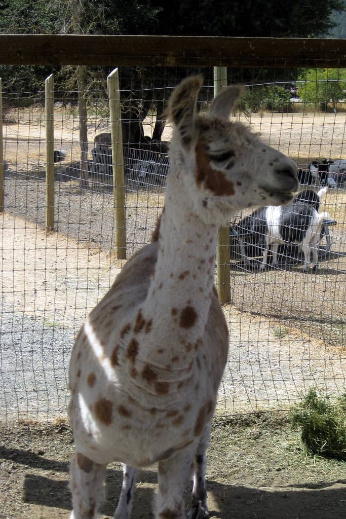 Petting Zoo Encounters