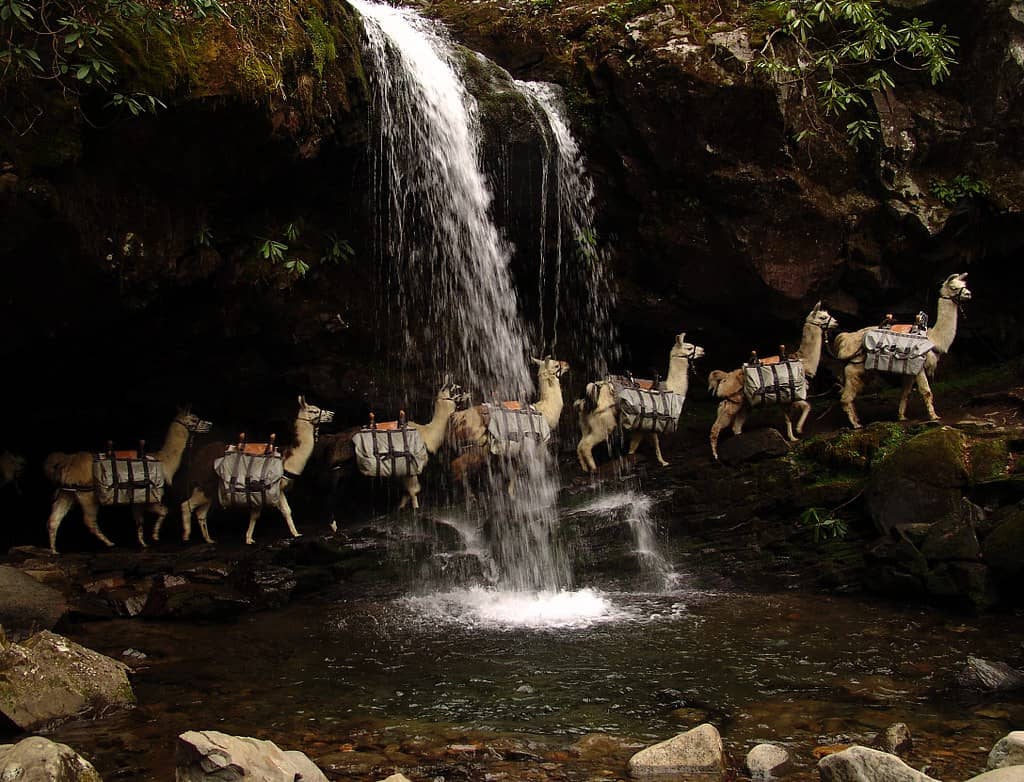 Wildlife Spotting Opportunities