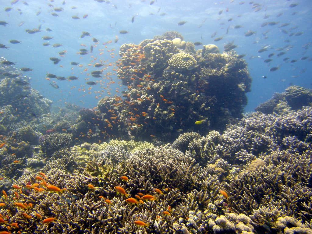 Coral Reefs and Marine Life