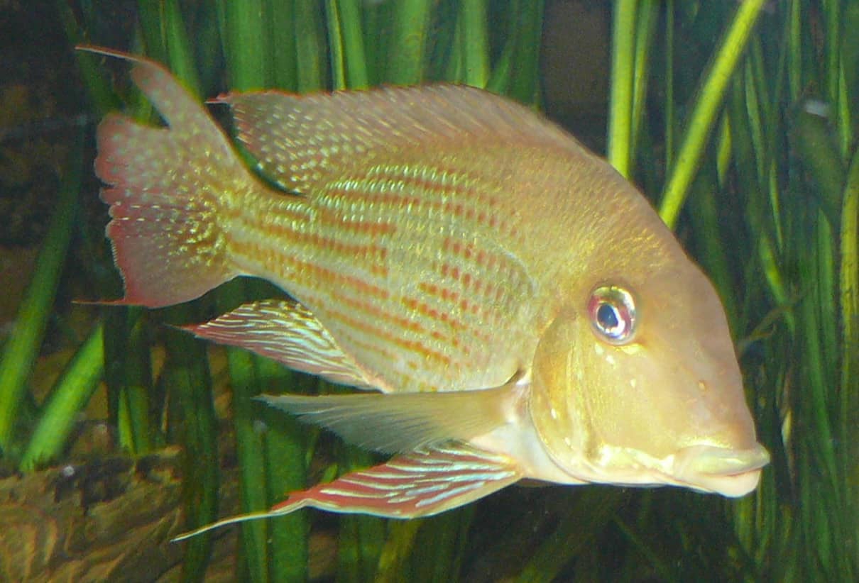 Aquatic Wonders