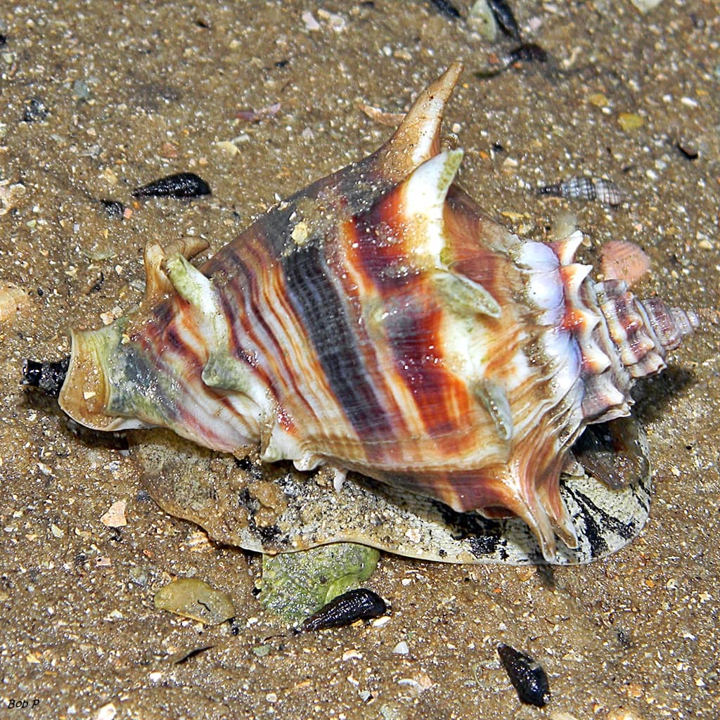 Abundant Shelling