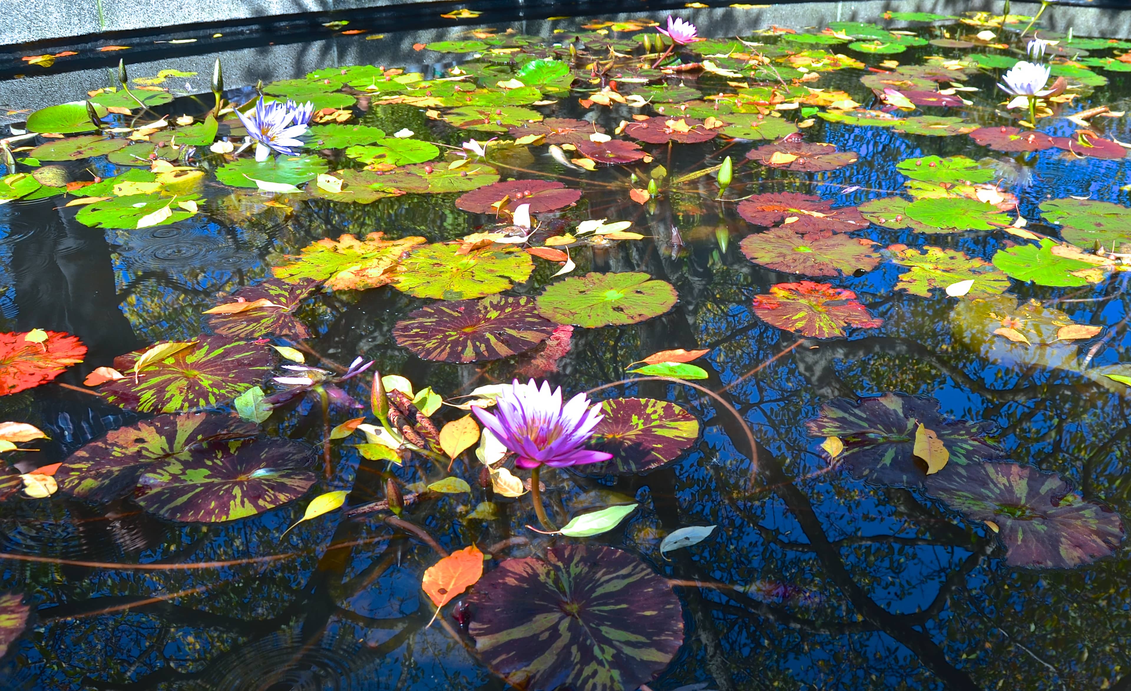 Lily Pond
