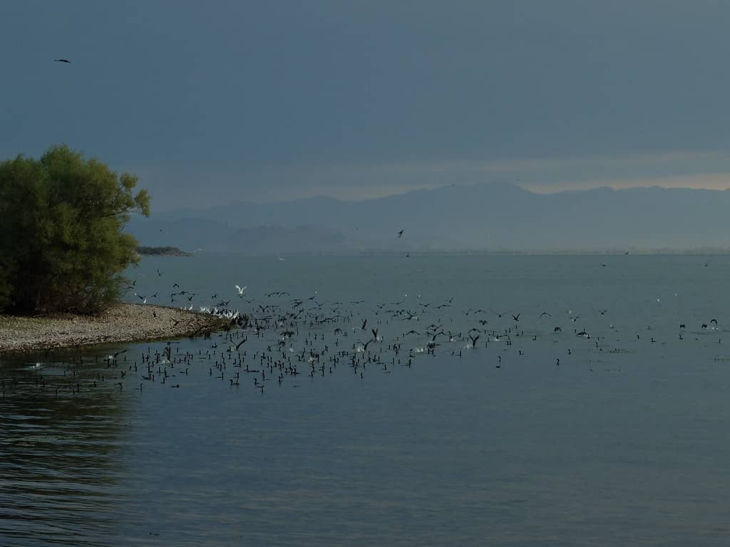 Birdwatching Hotspots