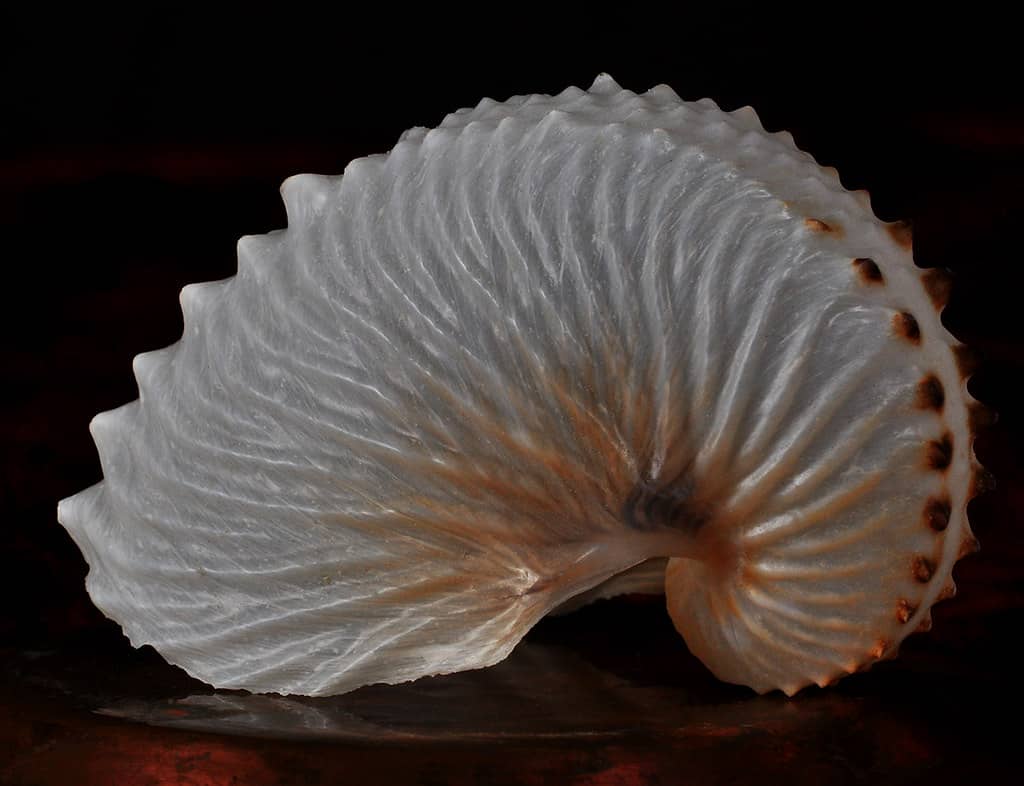 Sea Shell Treasures