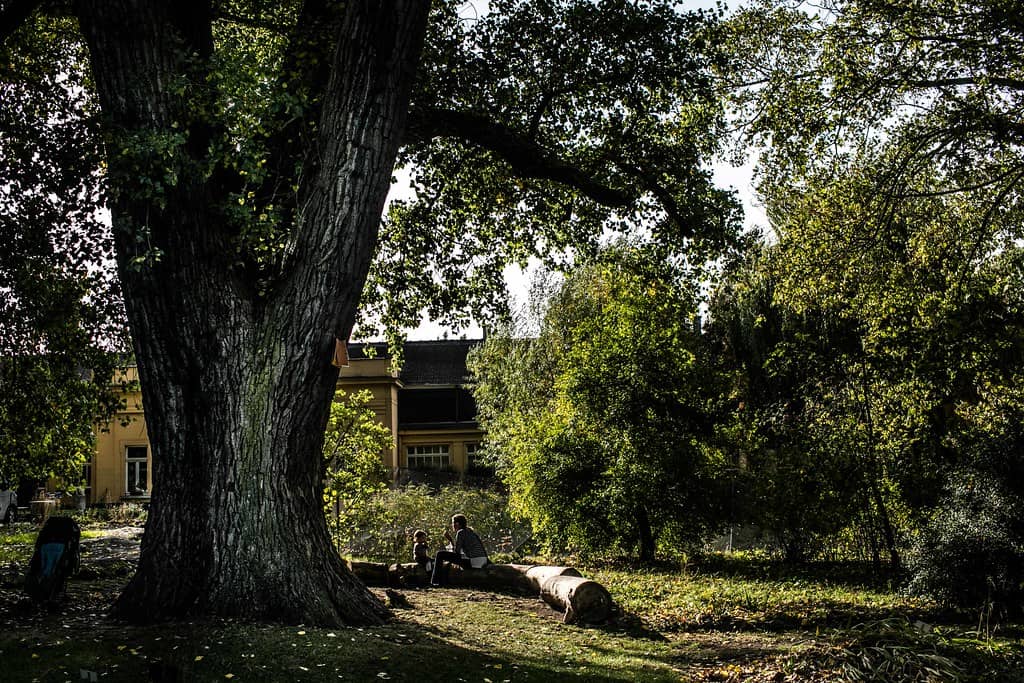 Vibrant Plant and Vegetable Garden