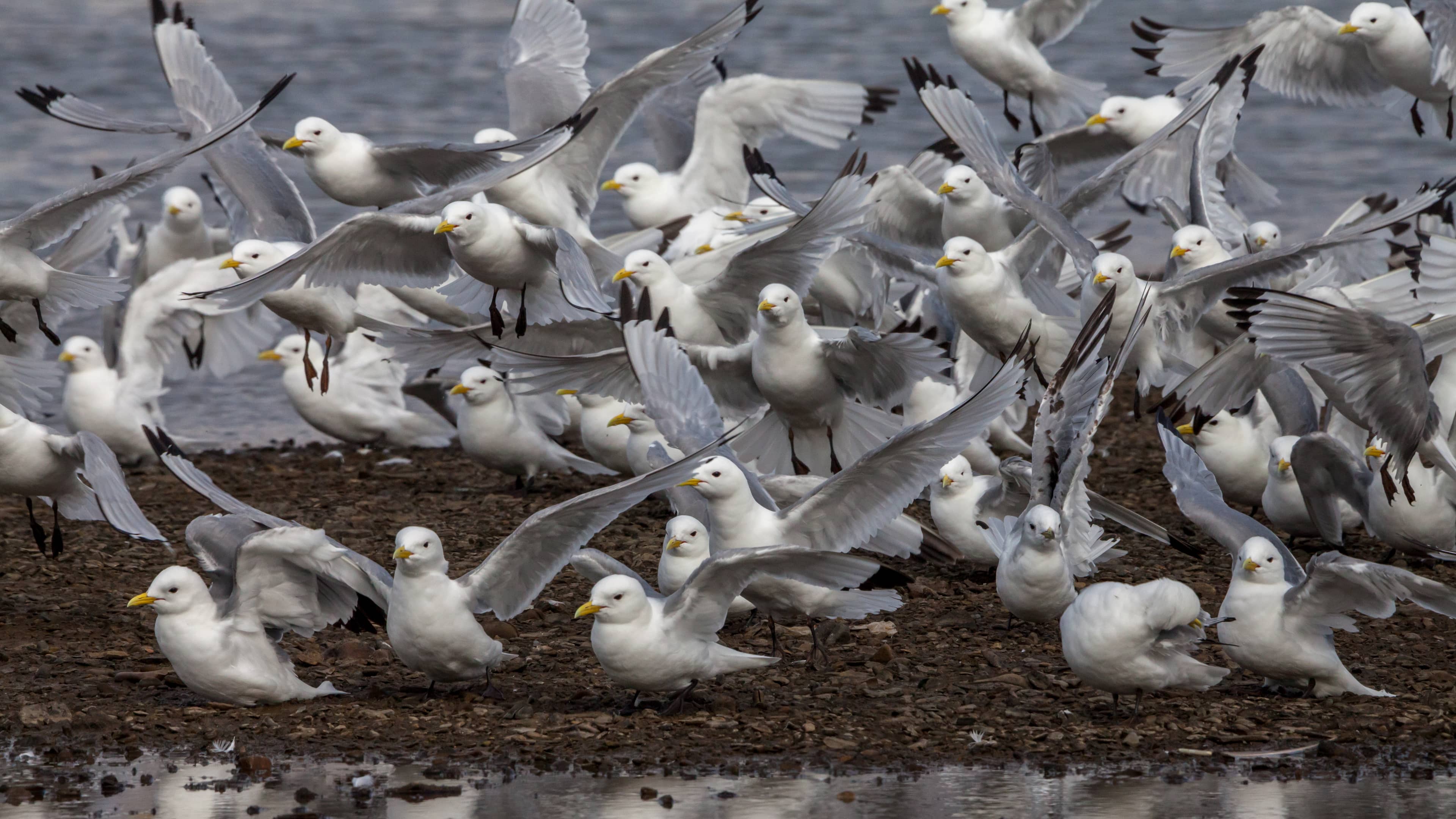 Arctic Bird & Marine Life