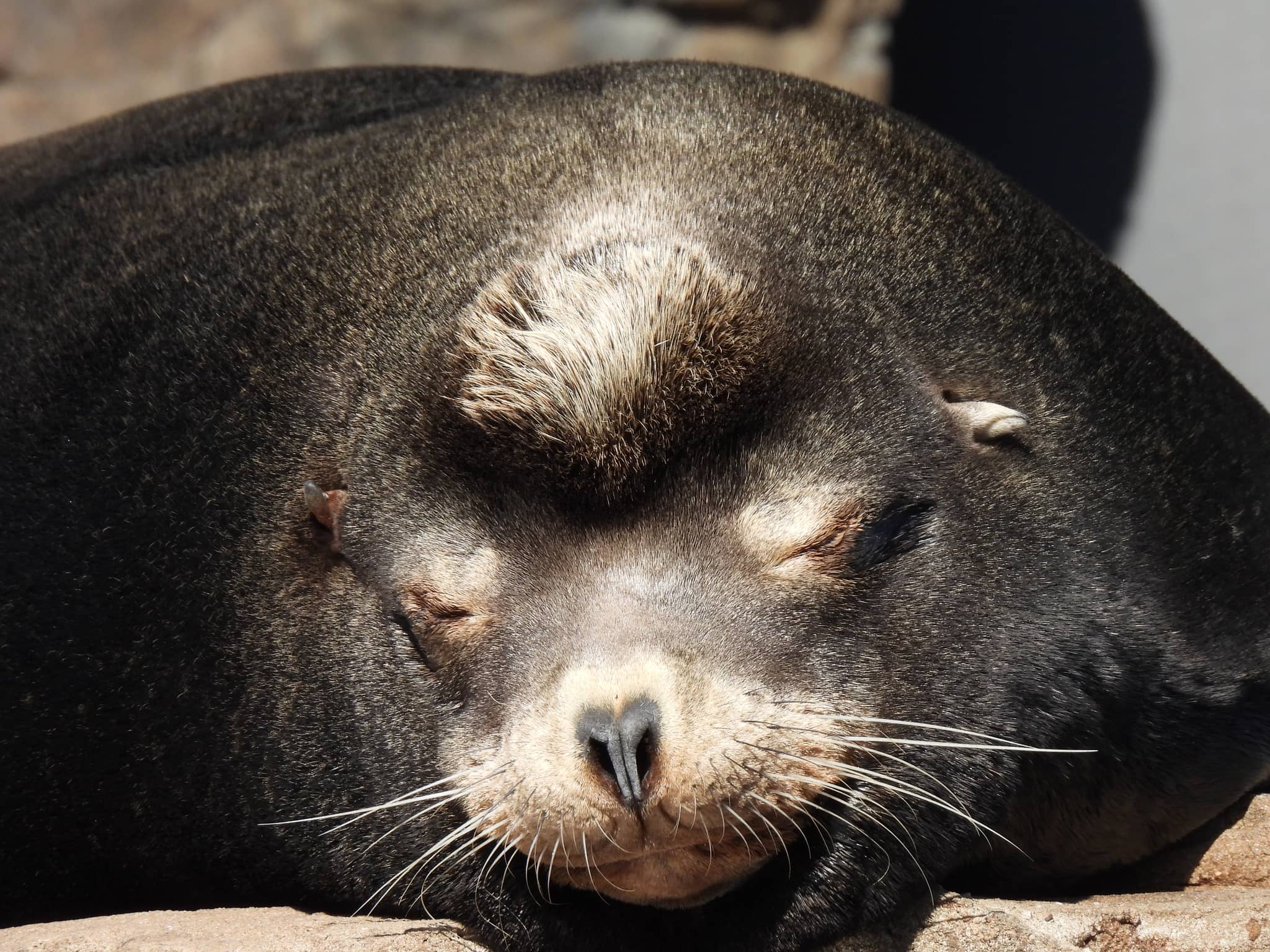Sea Lion Shows
