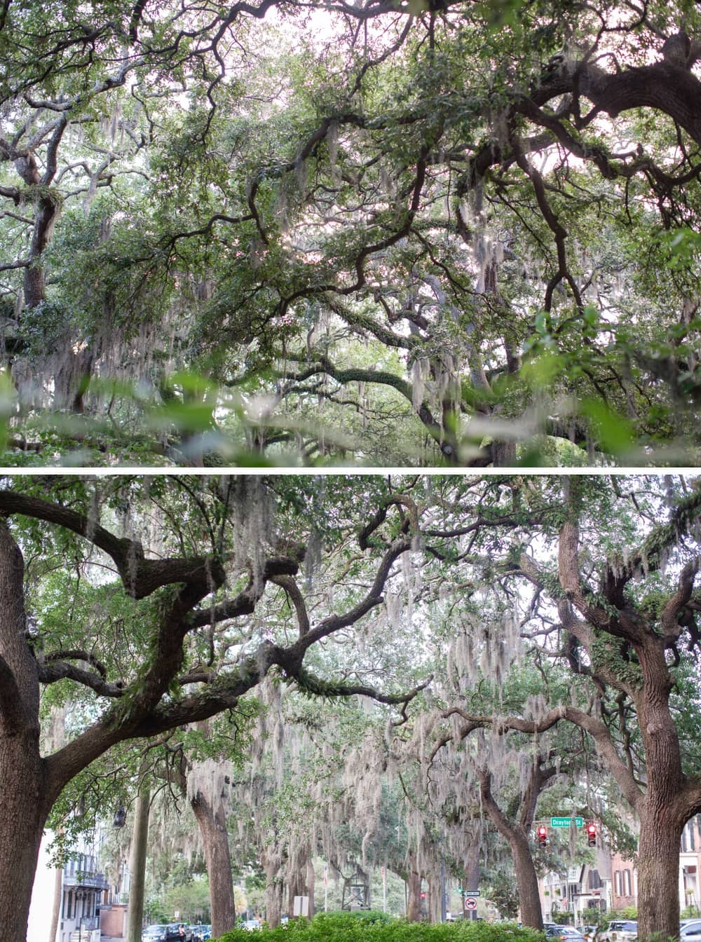 Spanish Moss Canopy