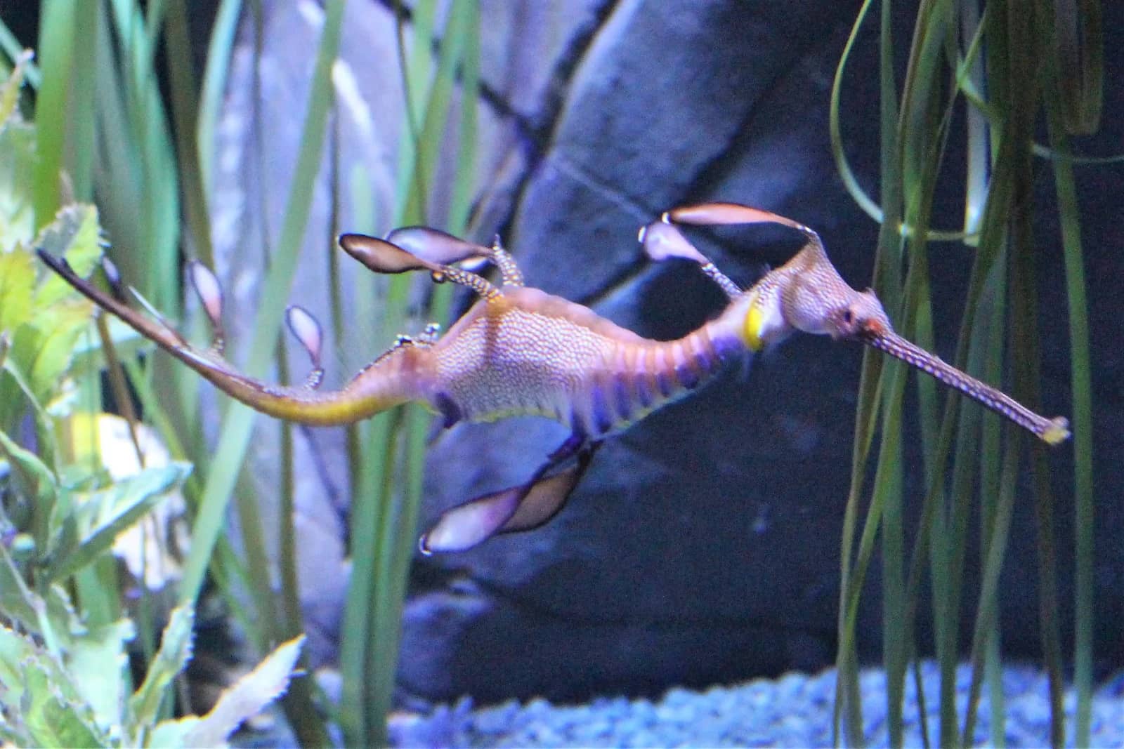 Western Australian Marine Life