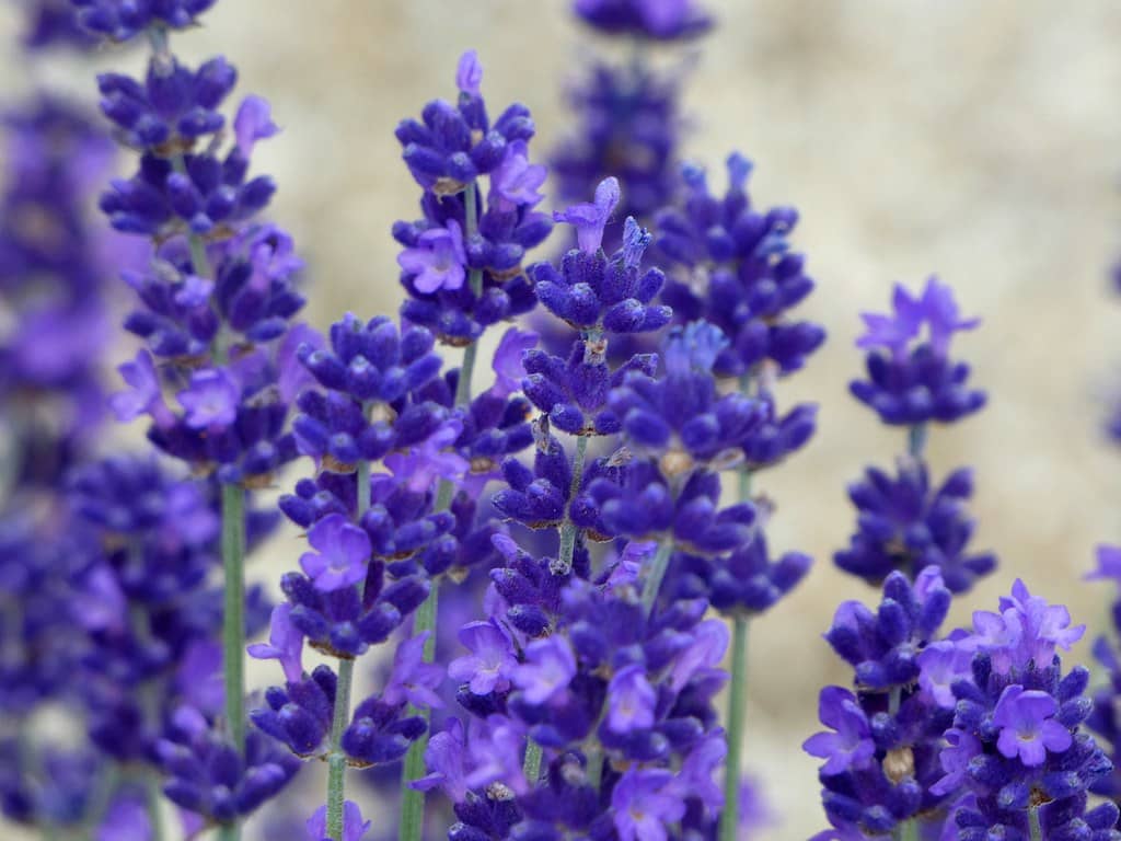 Blooming Spring Scenery