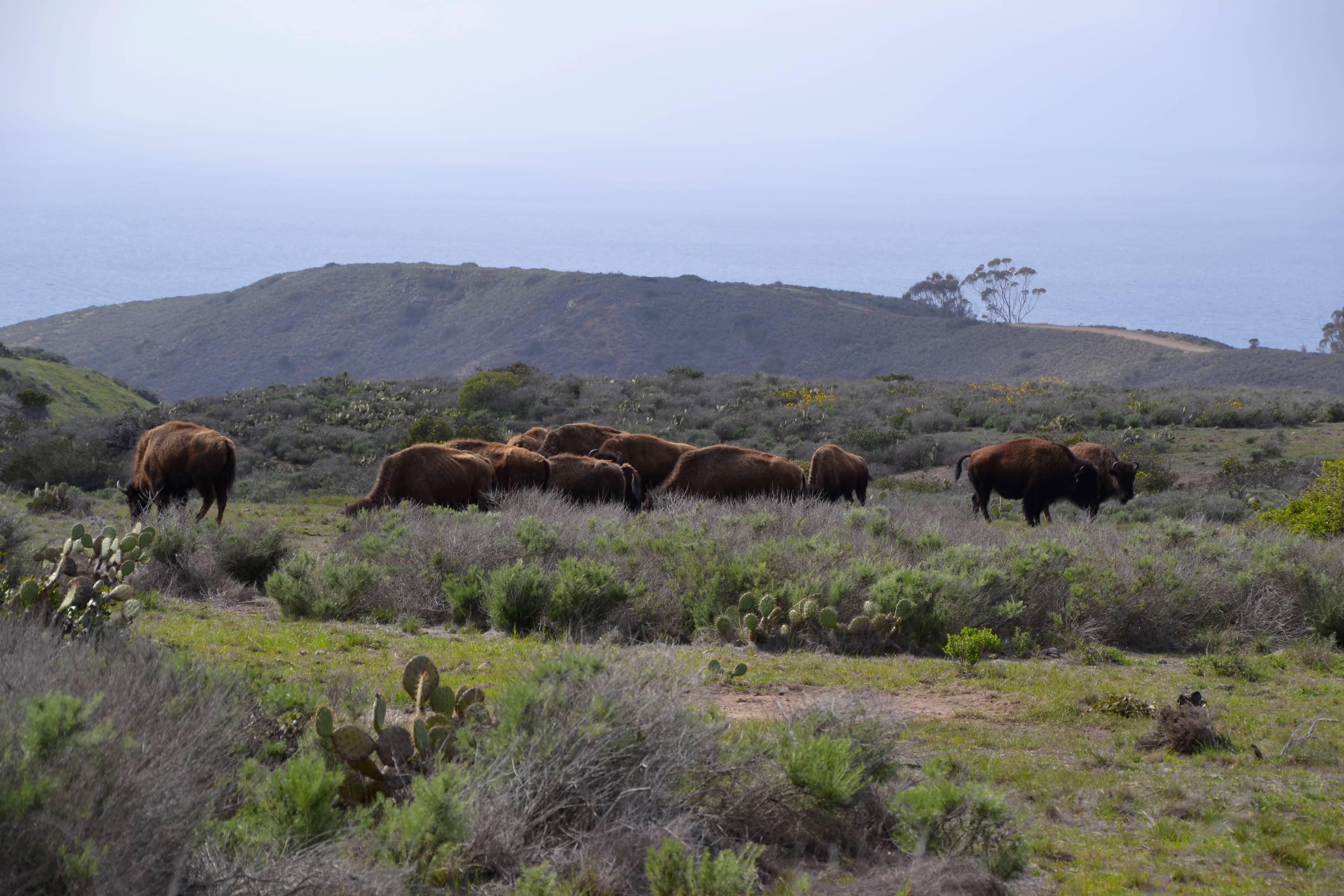 Bison Herd Safari