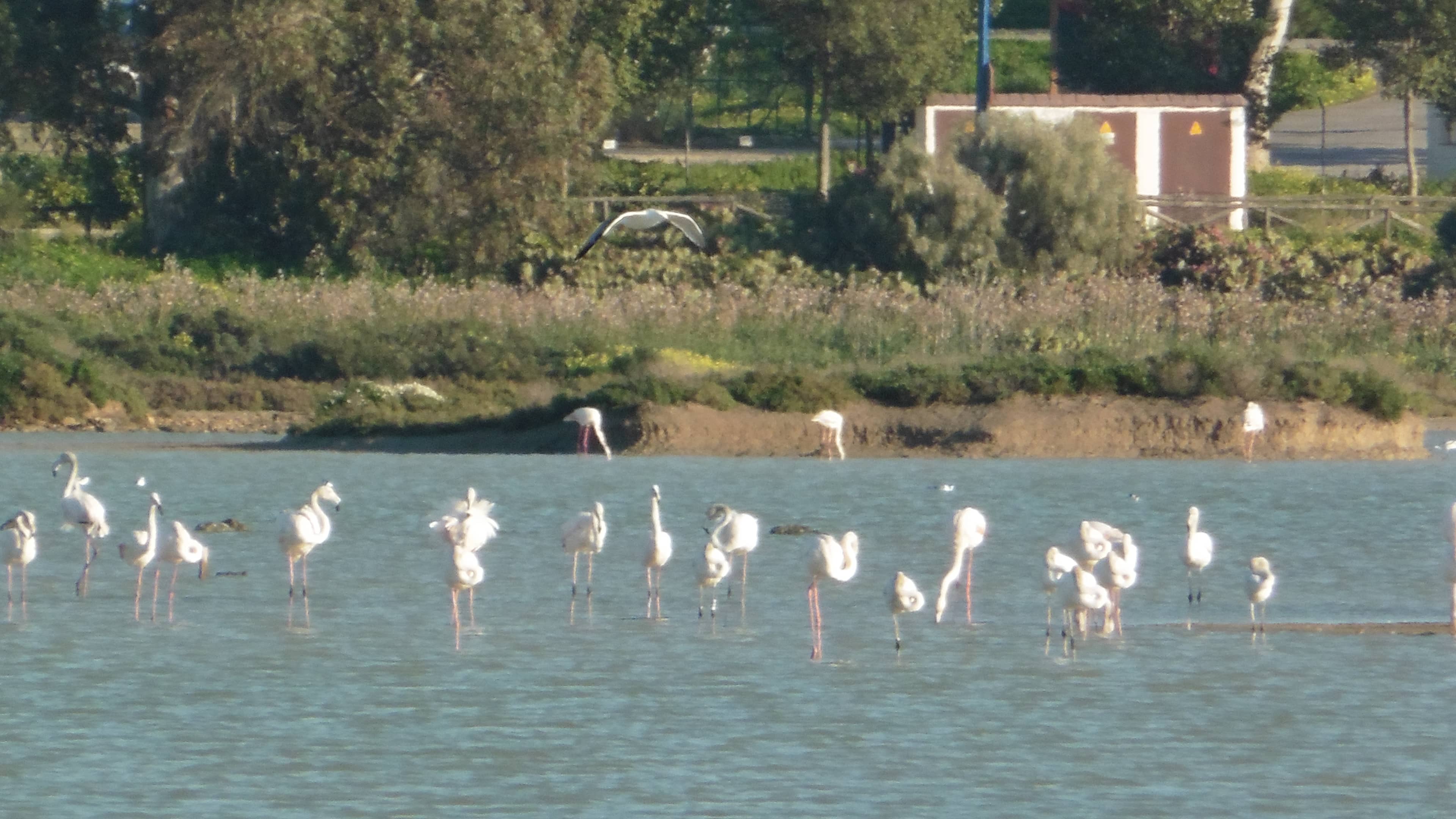 Coastal Birdwatching