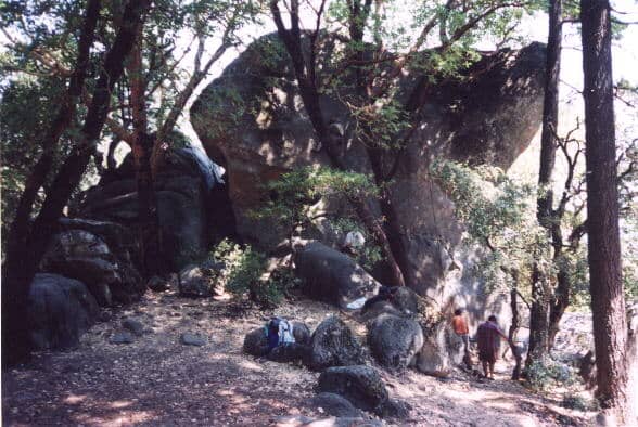 Redwood Forest Immersion