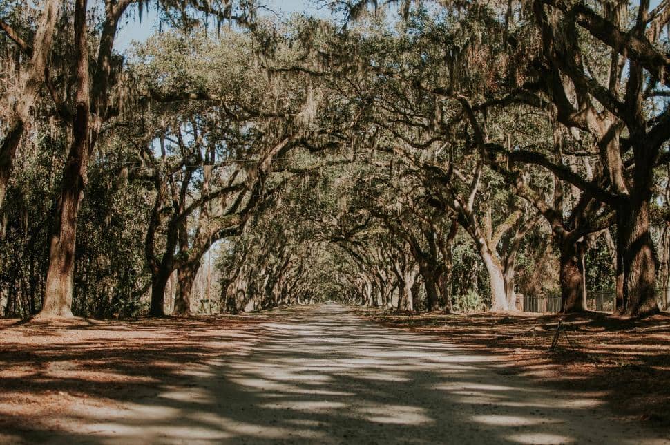 Oak Tree Lined Trails