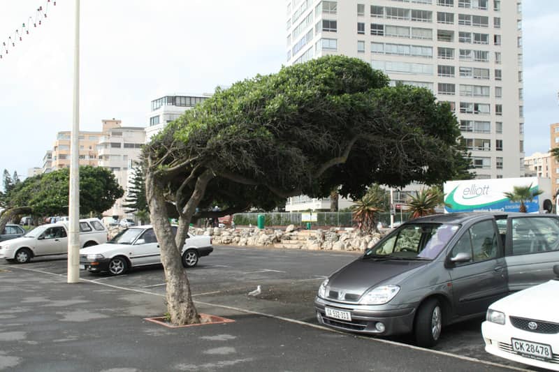 Sea Point Promenade Connection