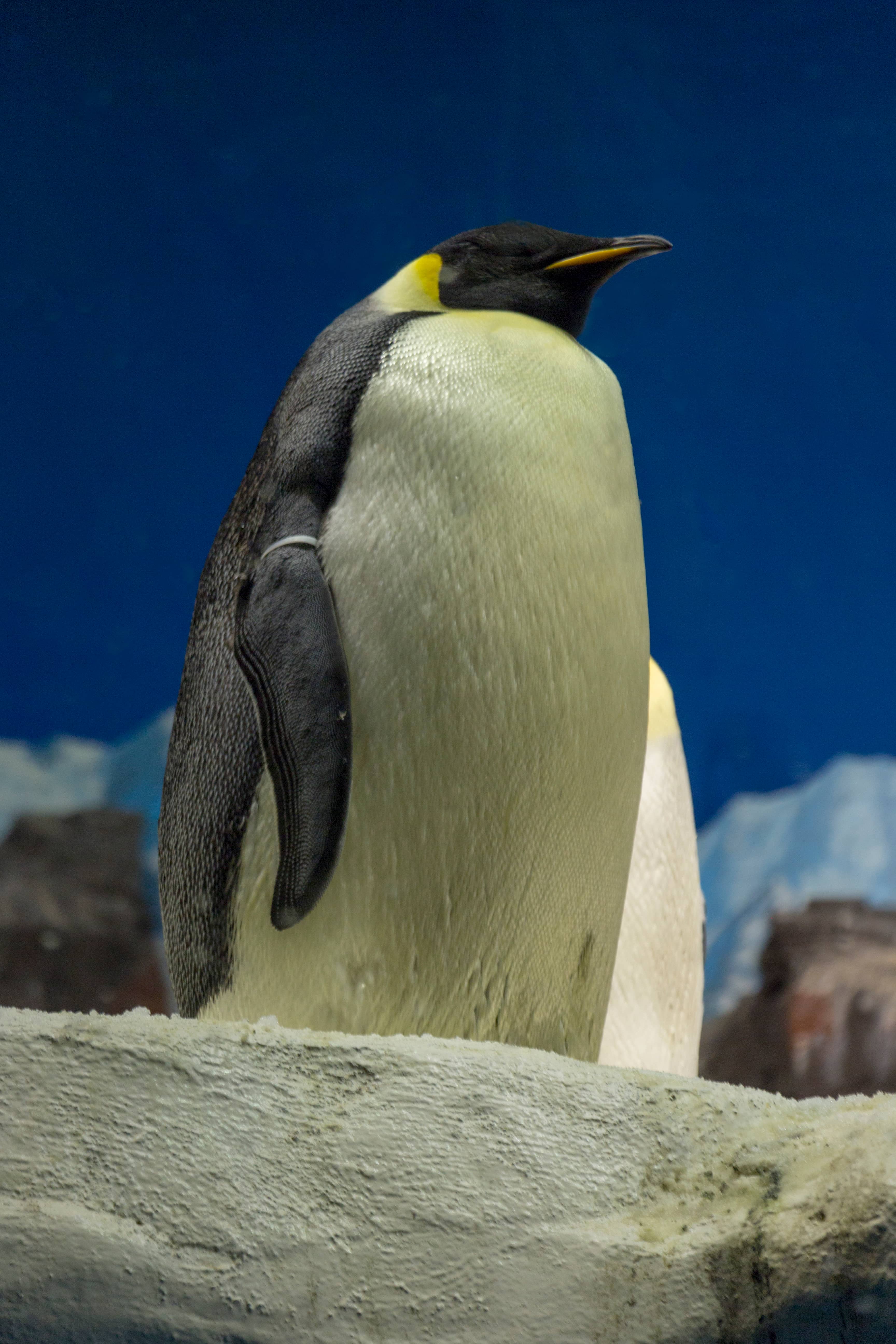Emperor Penguin Exhibit