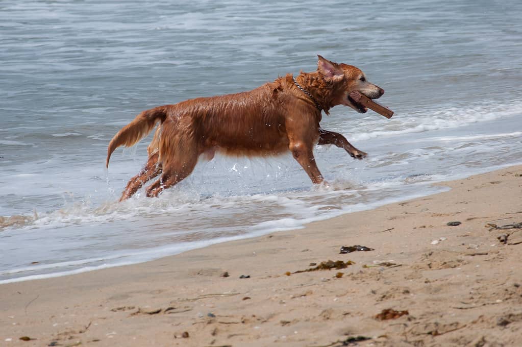 Ocean Waves for Playful Pups