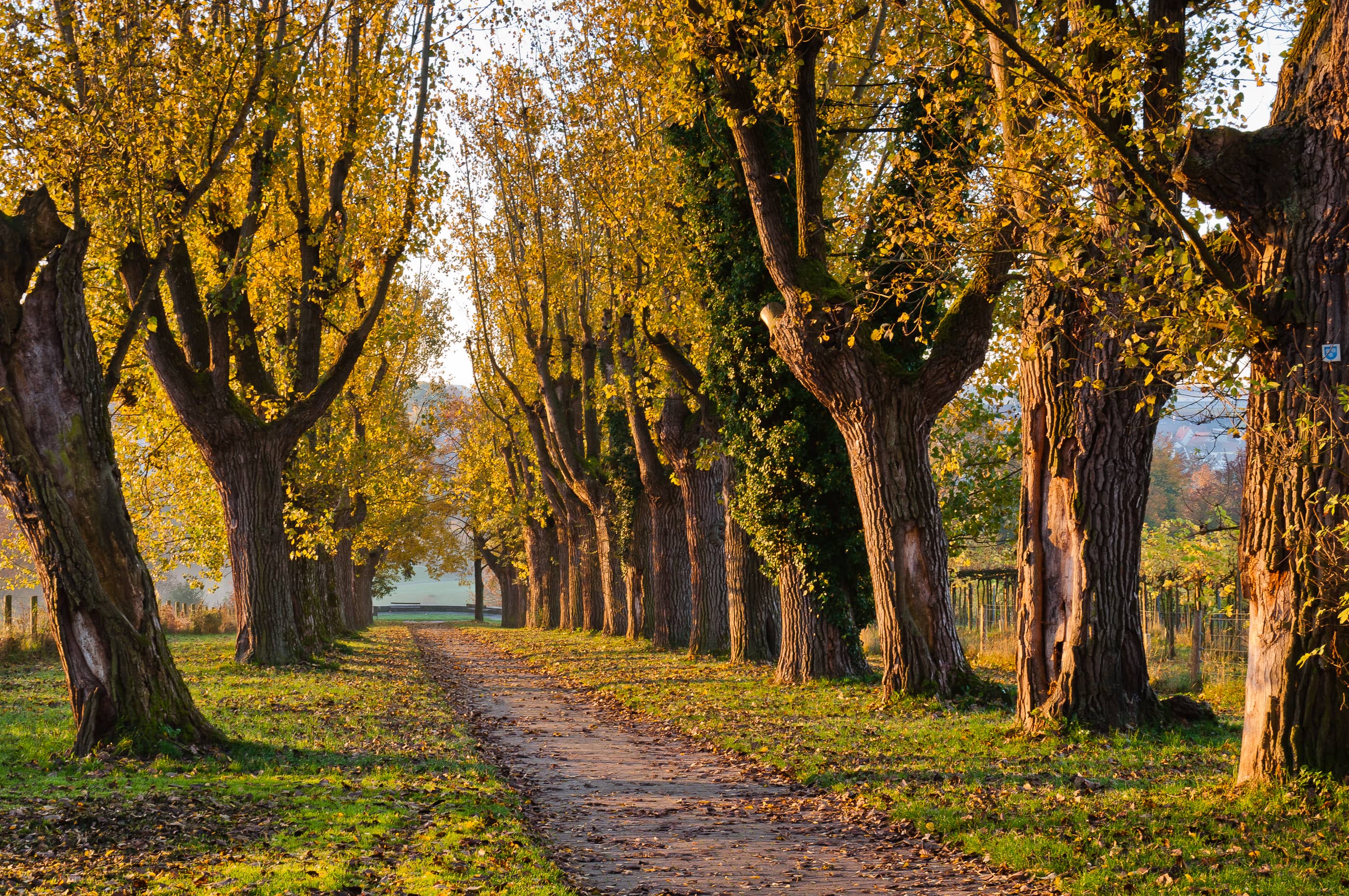 Arboretum Collection