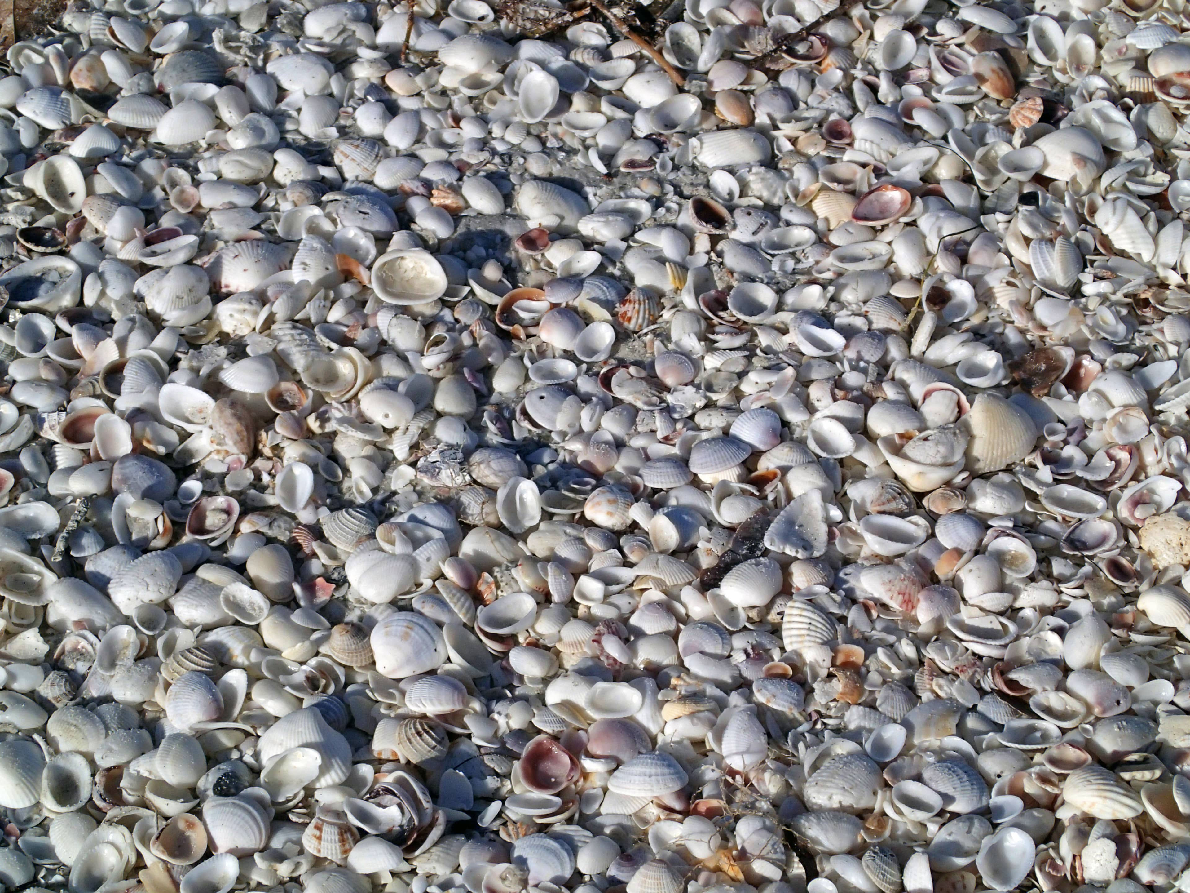 Edgartown Beach & Wildlife