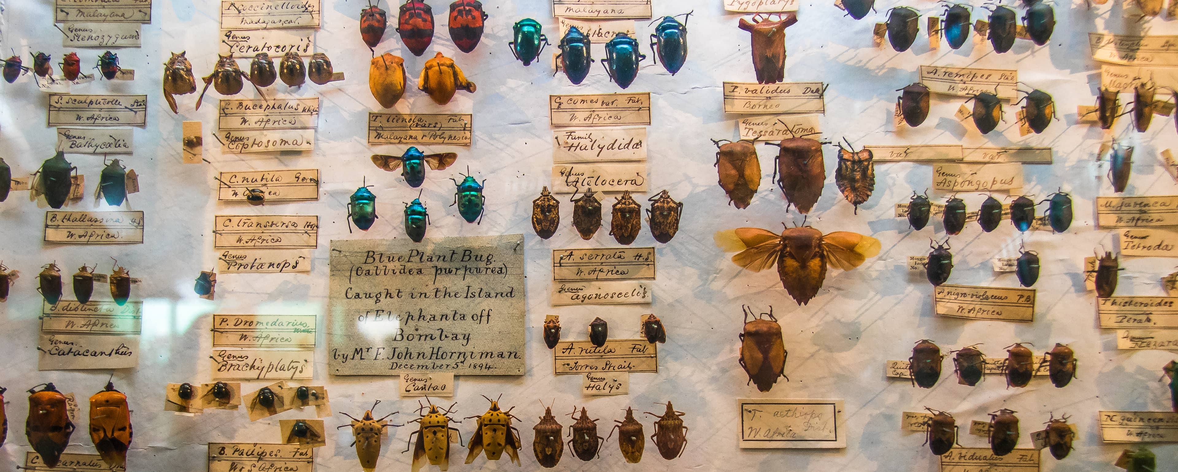 Fascinating Insect Collection