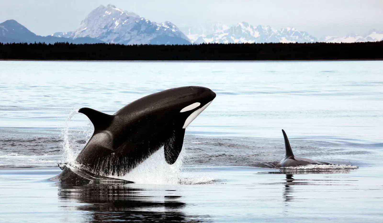 Orca Sightings