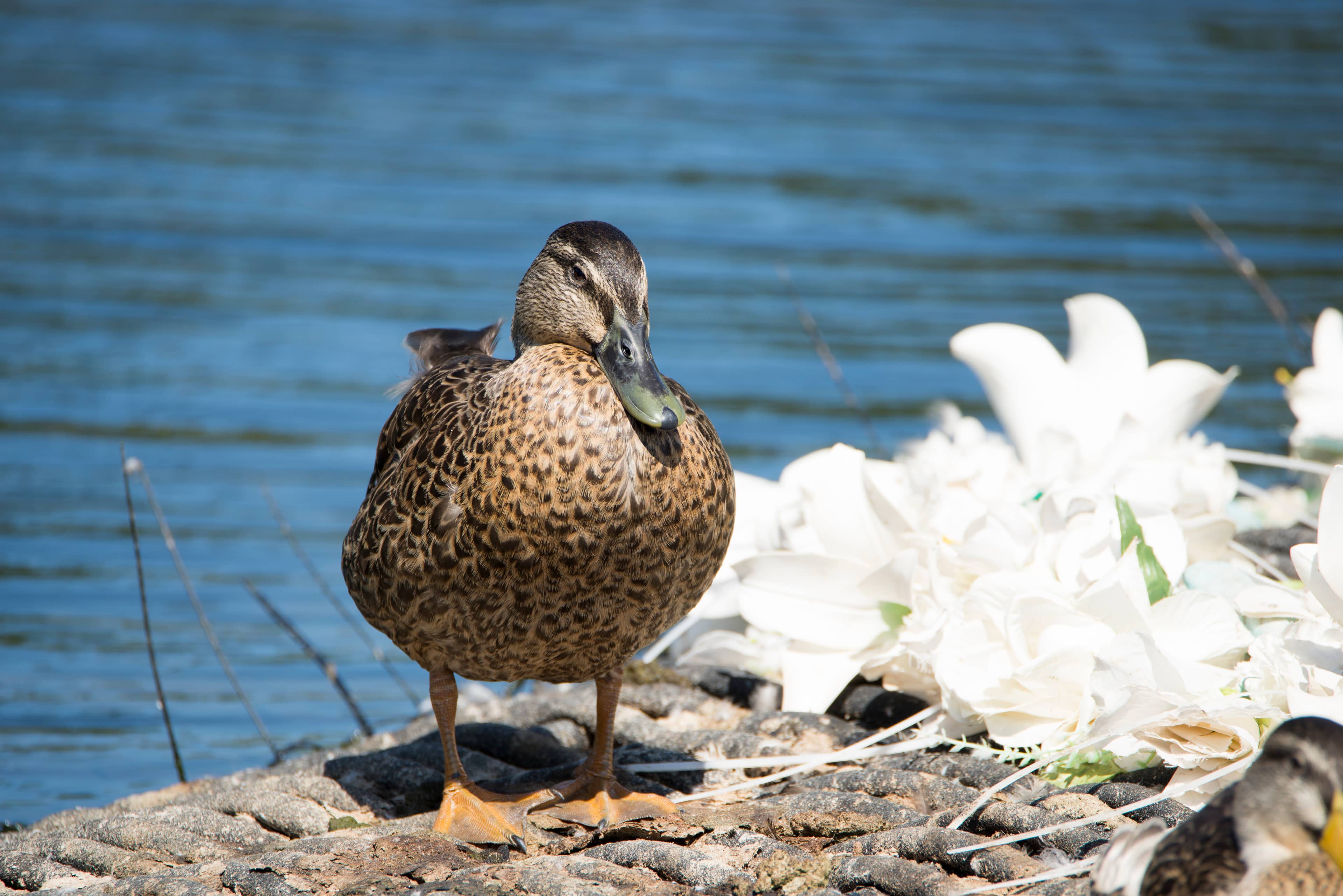 Tranquil Lake and Ducks