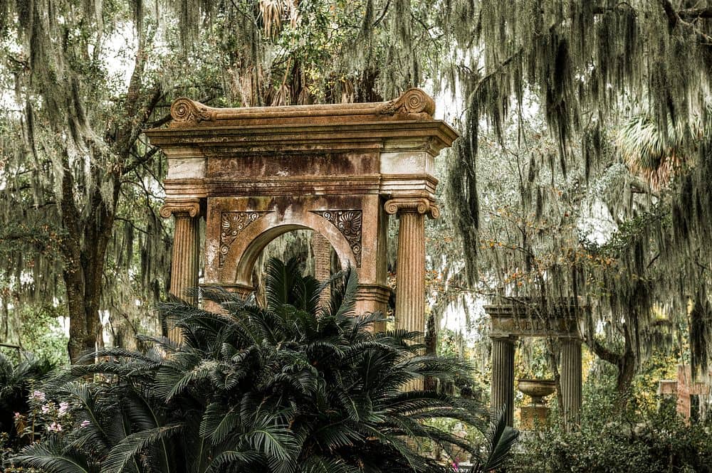 Spanish Moss Draped Oaks