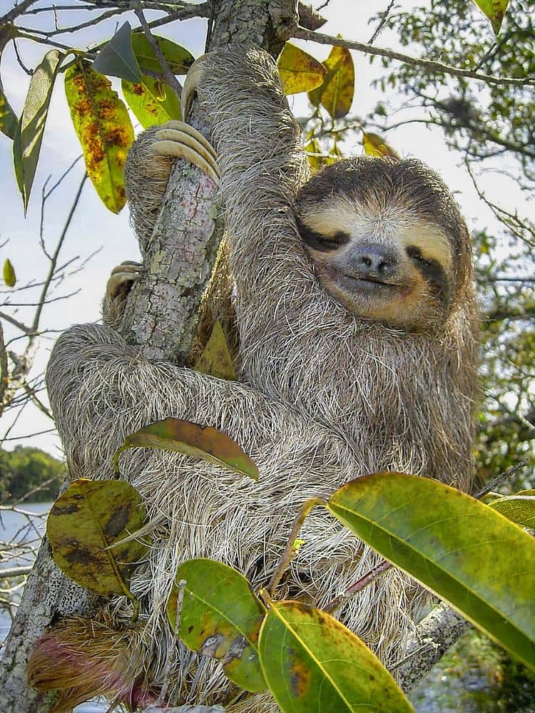 Wildlife Spotting