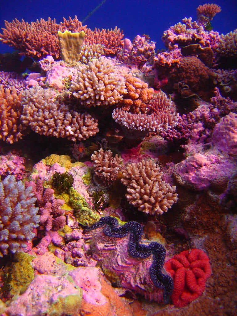 Vibrant Coral Gardens