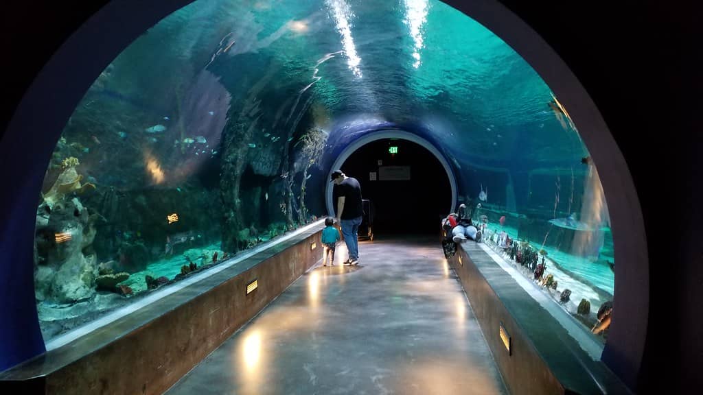 South American Rainforest