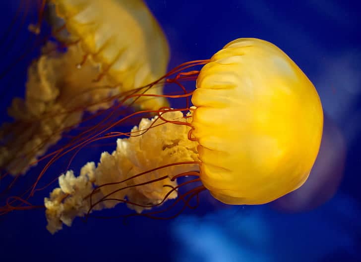 Jellyfish Exhibits