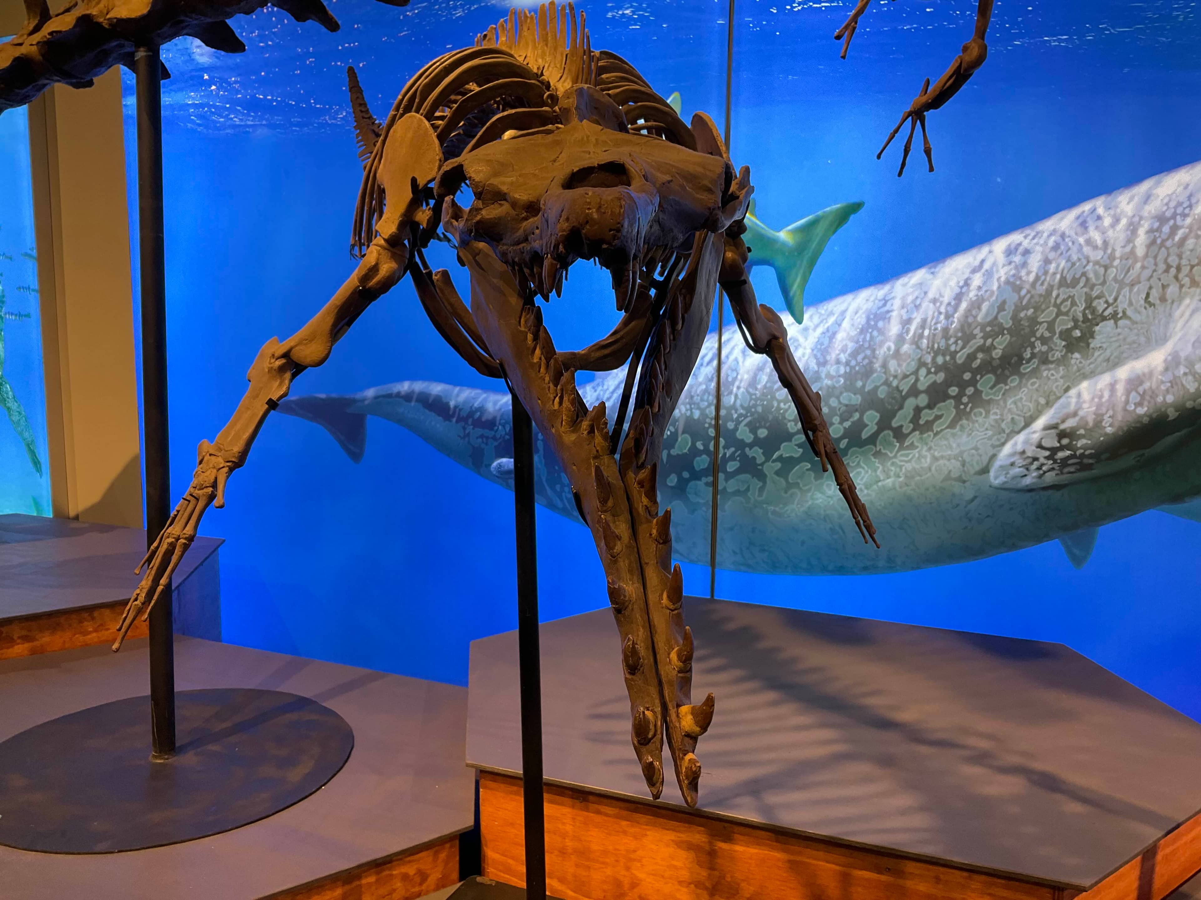 Unusual Animal Varieties