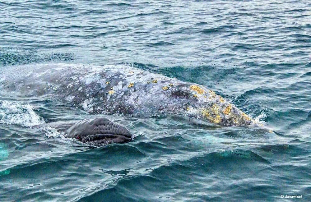 Community Sand Toy Bin