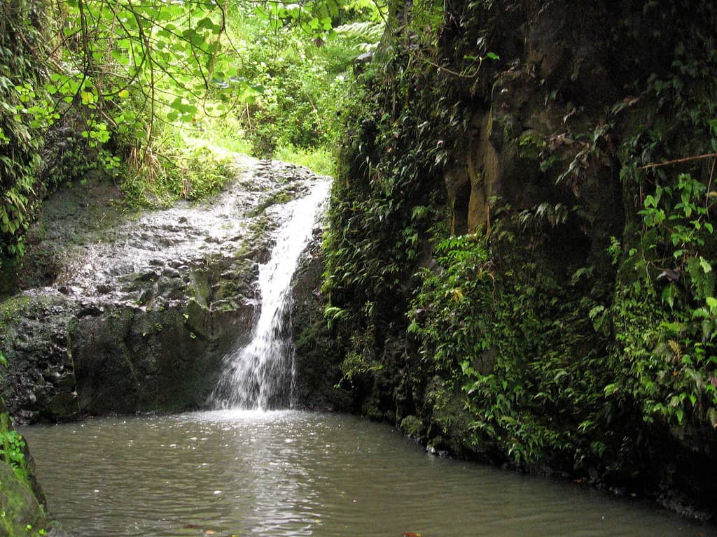 Lush Rainforest Trek