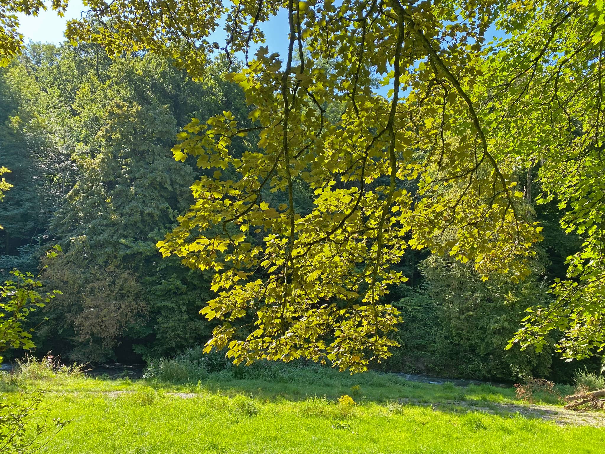 Forest and Fields