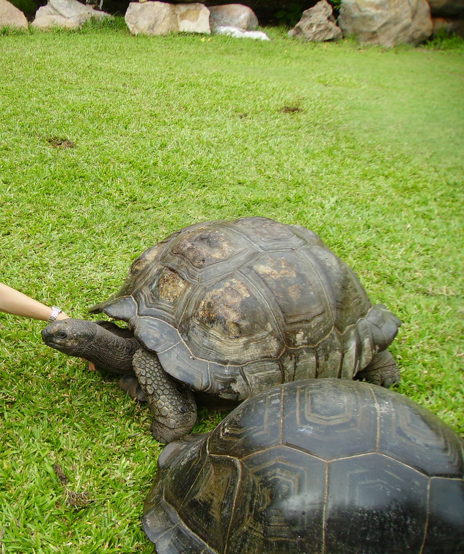 Giant Aldabra Tortoises