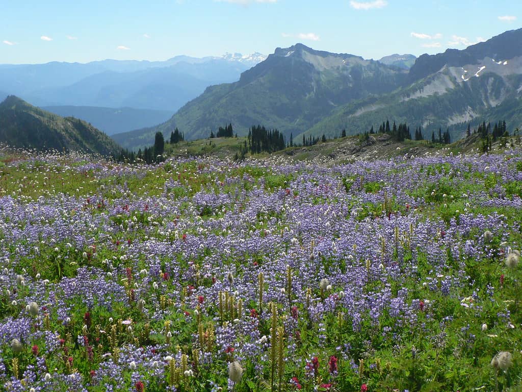 Wildflower Meadows