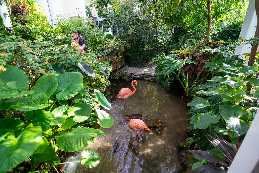 Exotic Birds and Tortoise