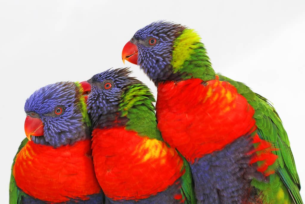 Lorikeet Encounter