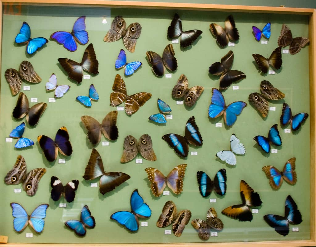 Insect Museum
