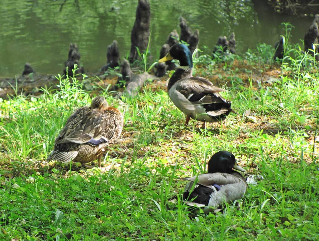 Abundant Wildlife Sightings