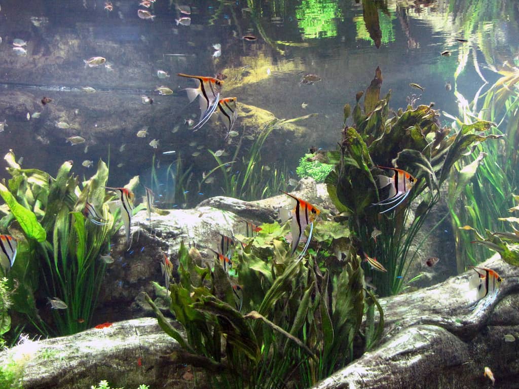 Tropical Aquarium