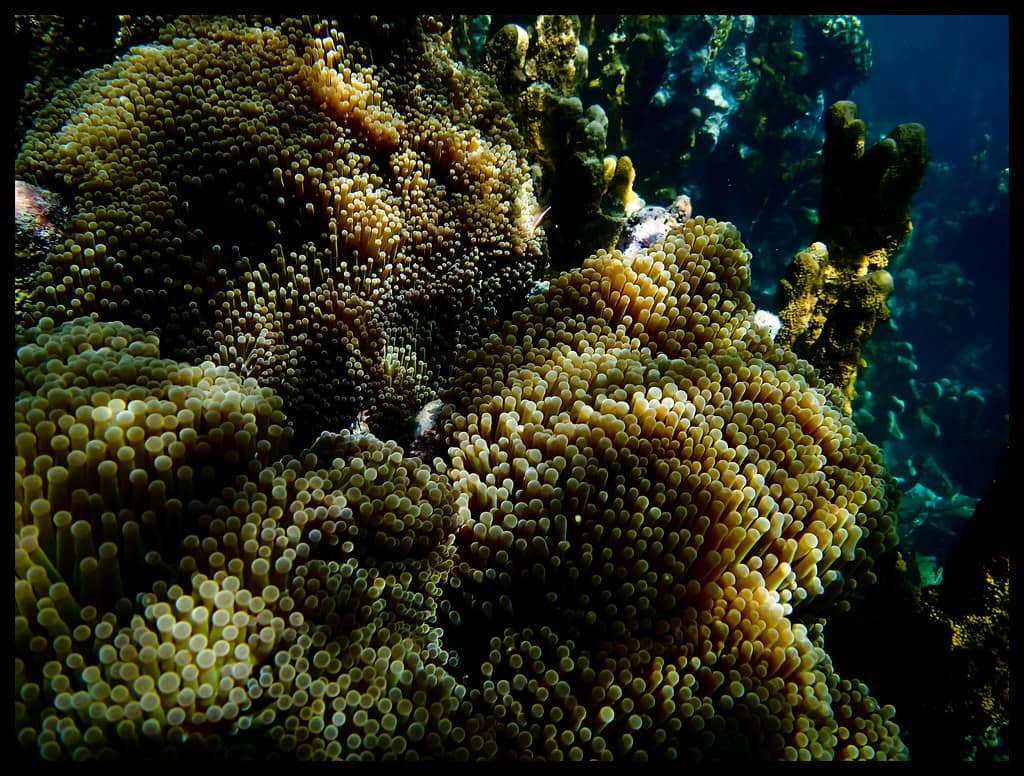 Snorkeling & Marine Life